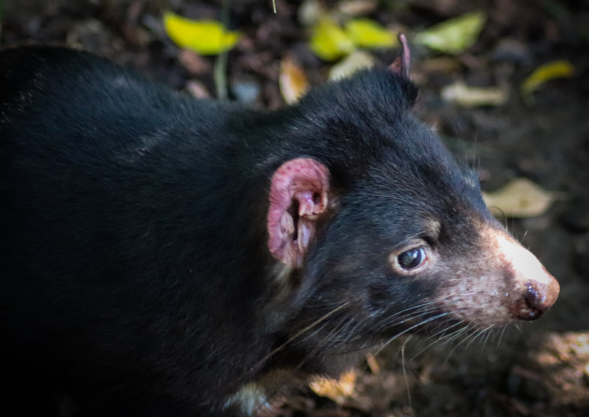 Tasmanian Devil (Sarcophilus harrisii)