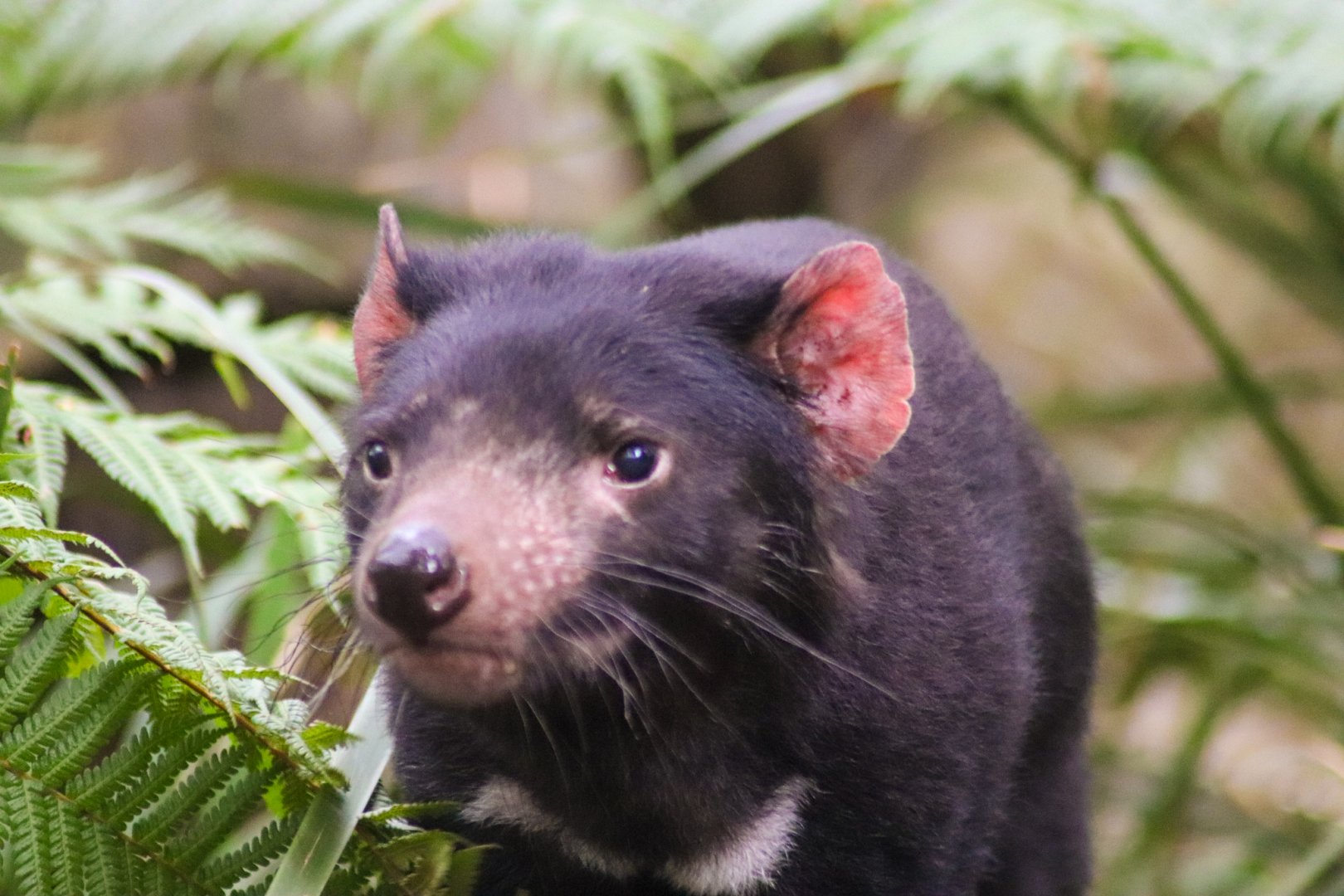 Tasmanian Devil (Sarcophilus harrisii)