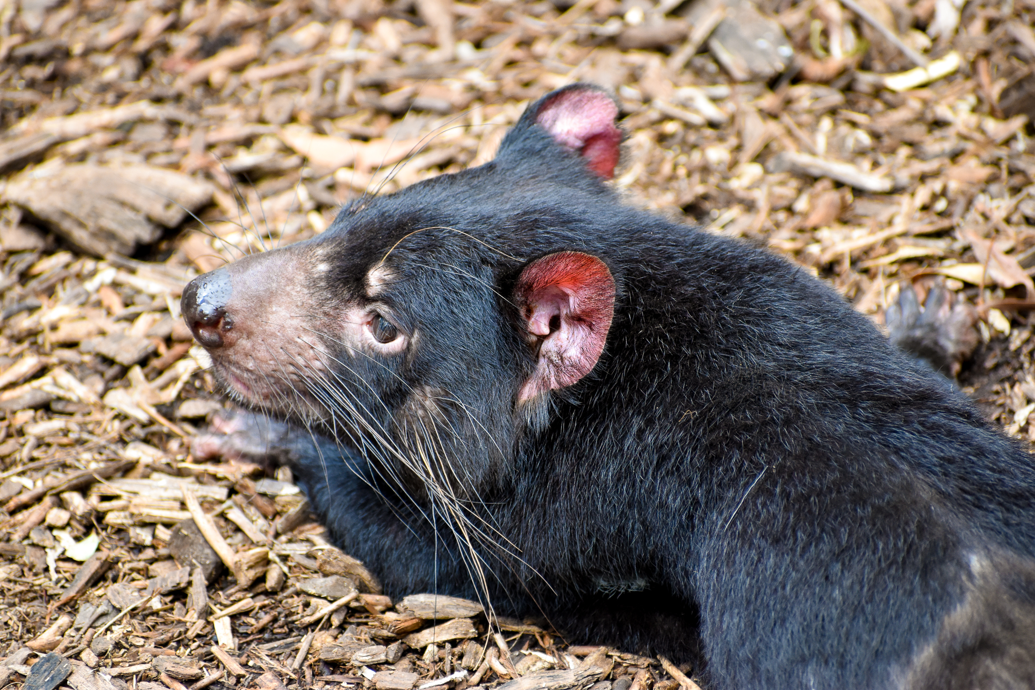 Tasmanian Devil (Sarcophilus harrisii)
