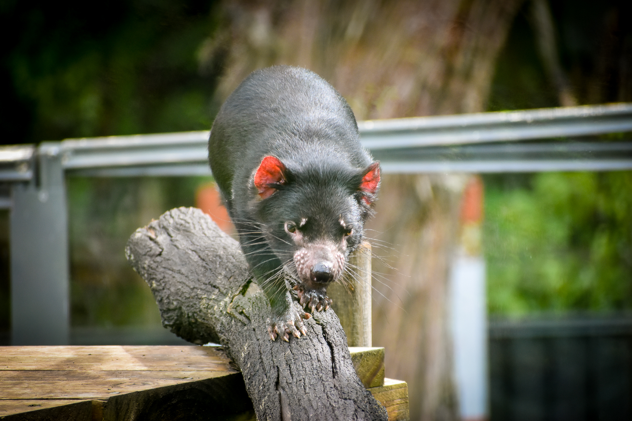 Tasmanian Devil (Sarcophilus harrisii)