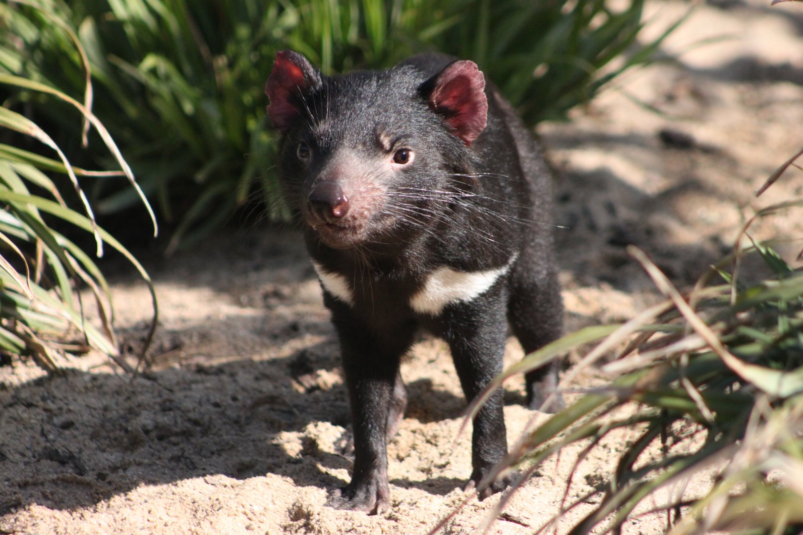 Tasmanian devil (Sarcophilus harrisii)