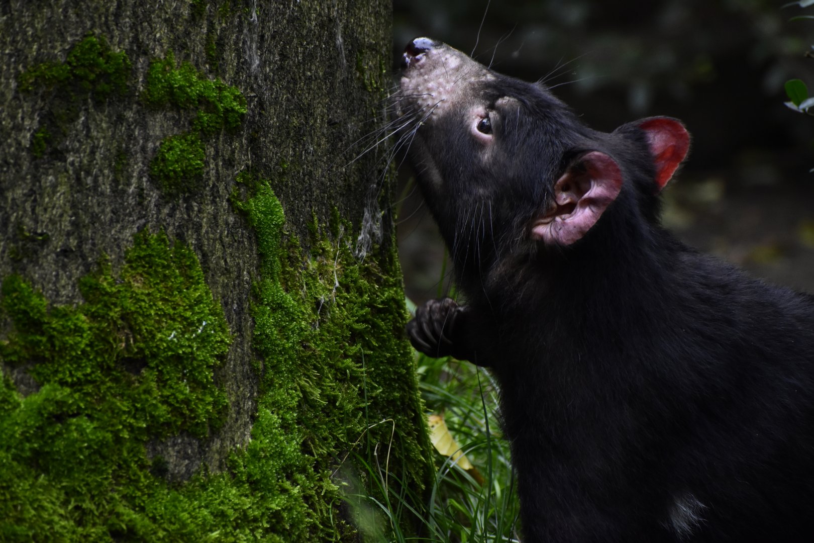 Tasmanian Devil (Sarcophilus harrisii)