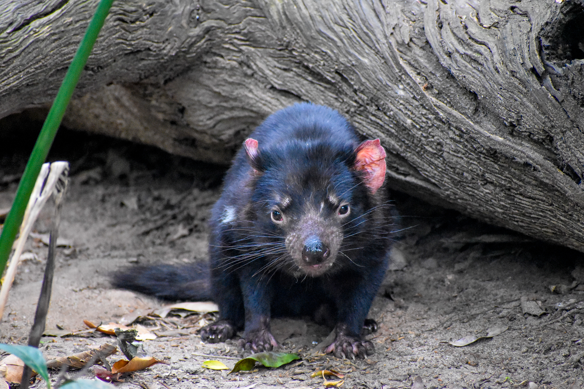 Tasmanian Devil (Sarcophilus harrisii)