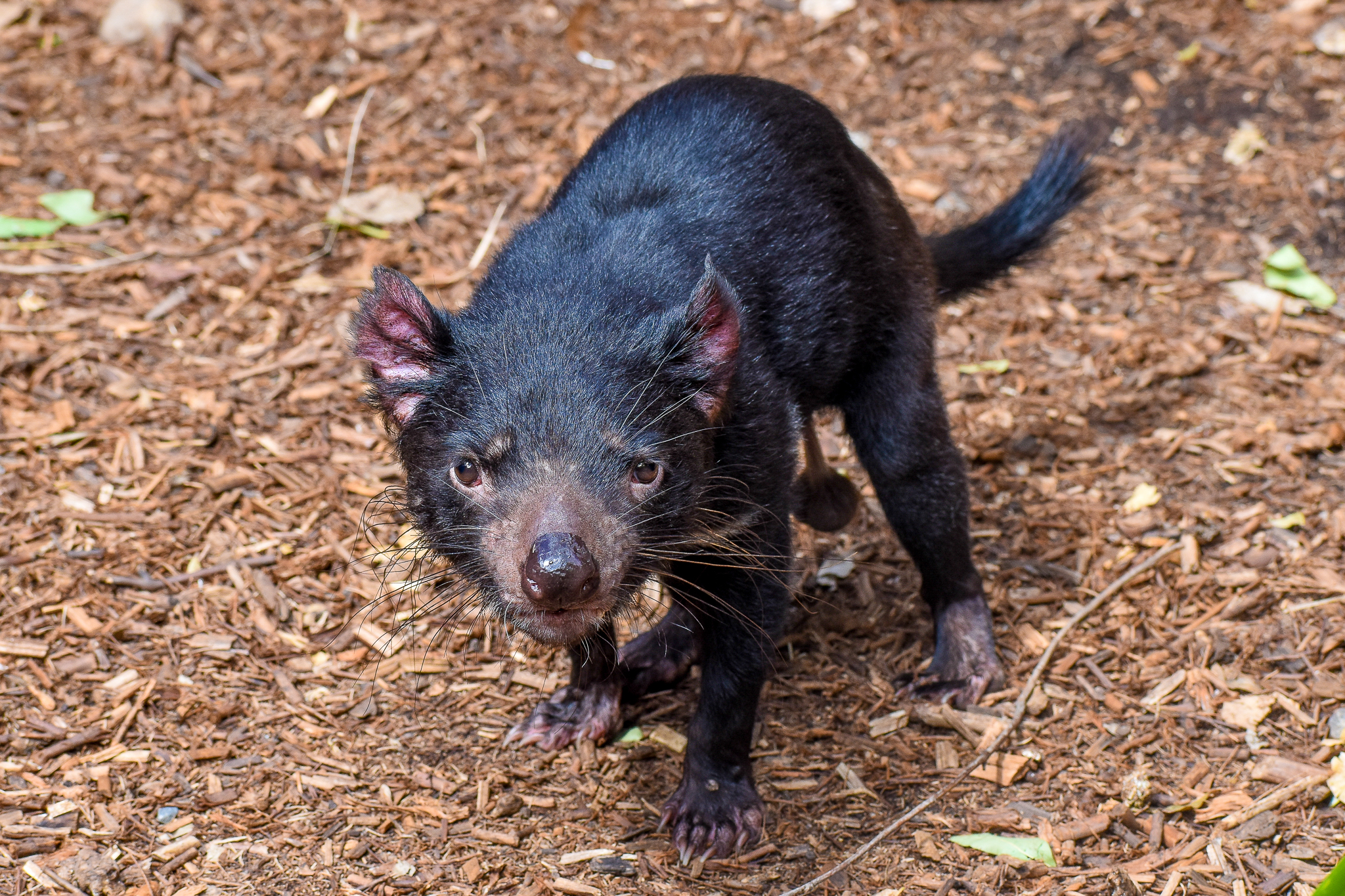 Tasmanian Devil (Sarcophilus harrisii)