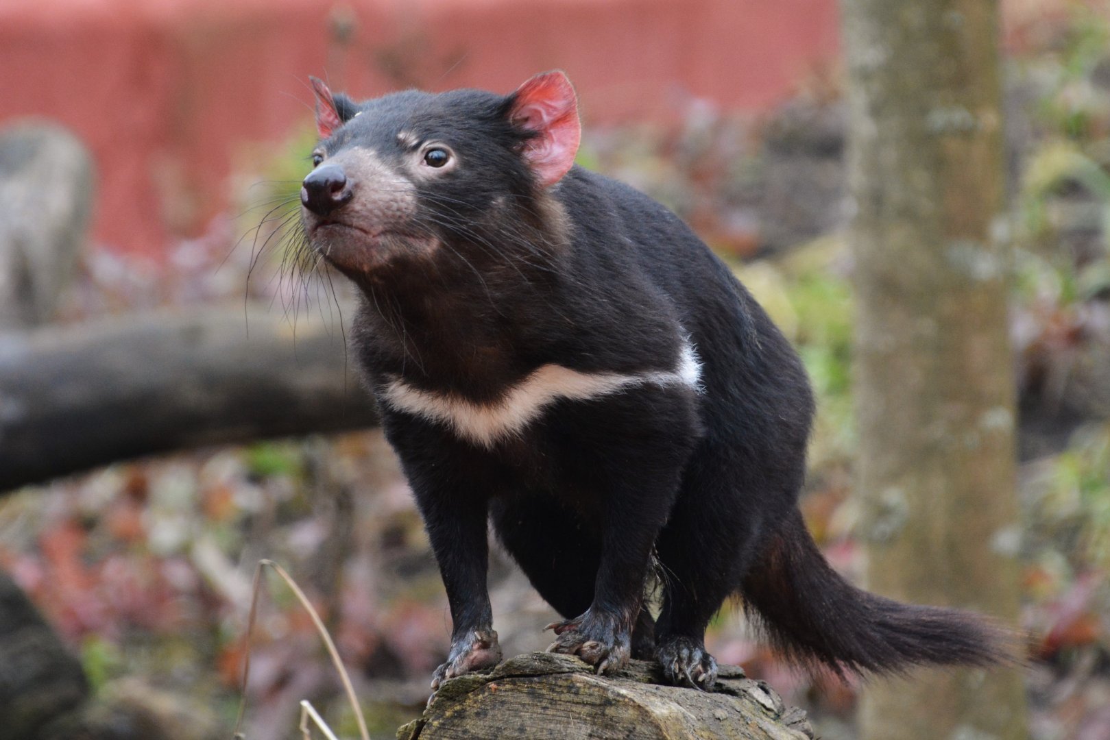 Tasmanian devil (Sarcophilus harrisii)