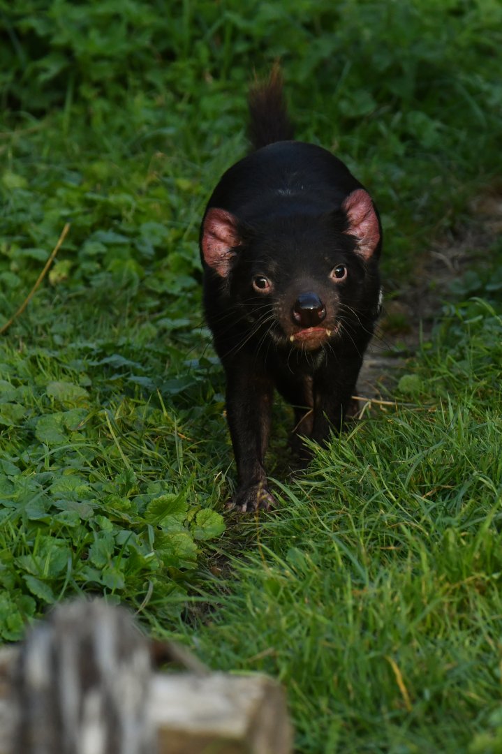 Tasmanian devil (Sarcophilus harrisii)