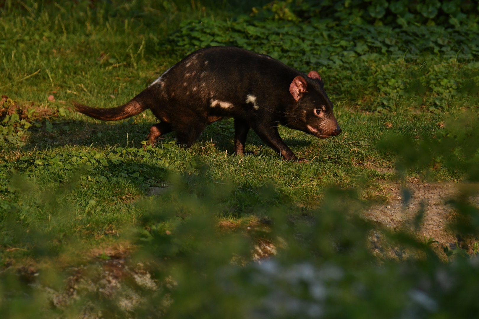 Tasmanian devil (Sarcophilus harrisii)