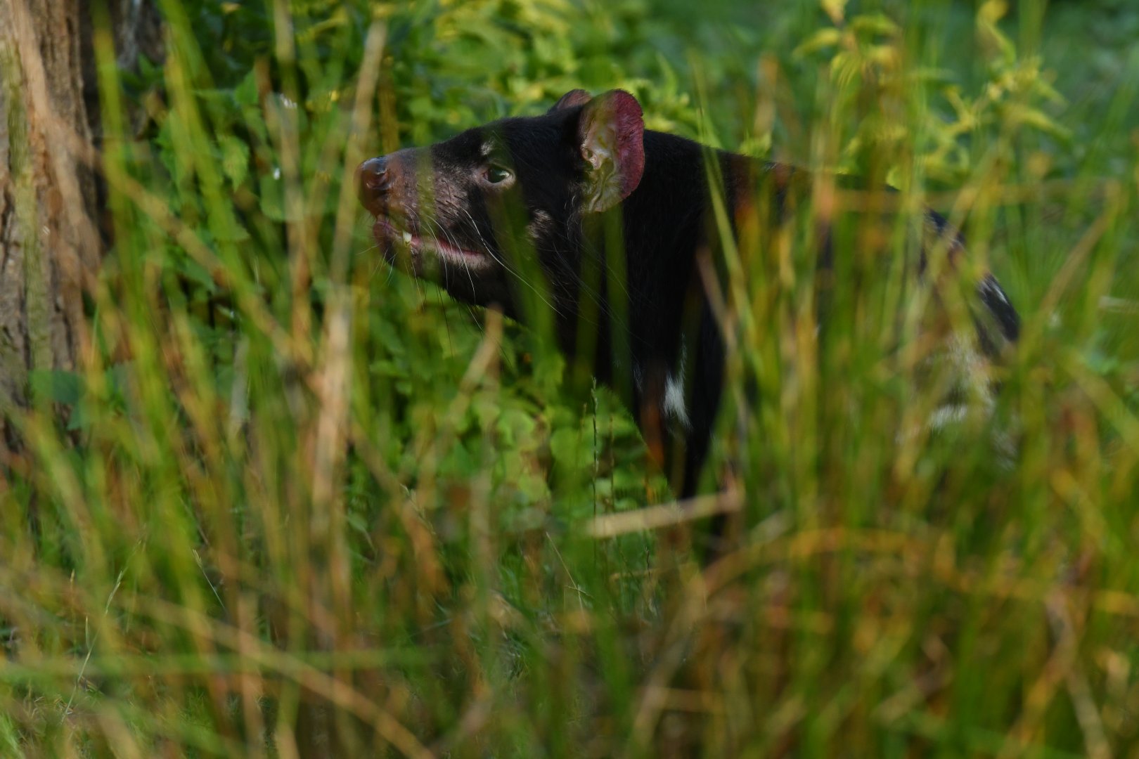 Tasmanian devil (Sarcophilus harrisii)