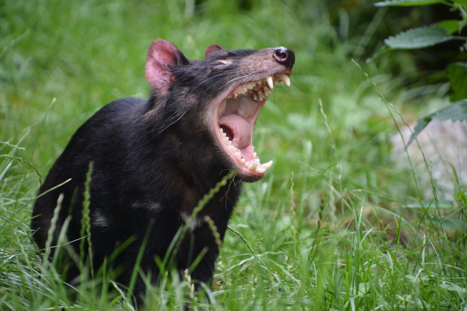 Tasmanian devil (Sarcophilus harrisii)