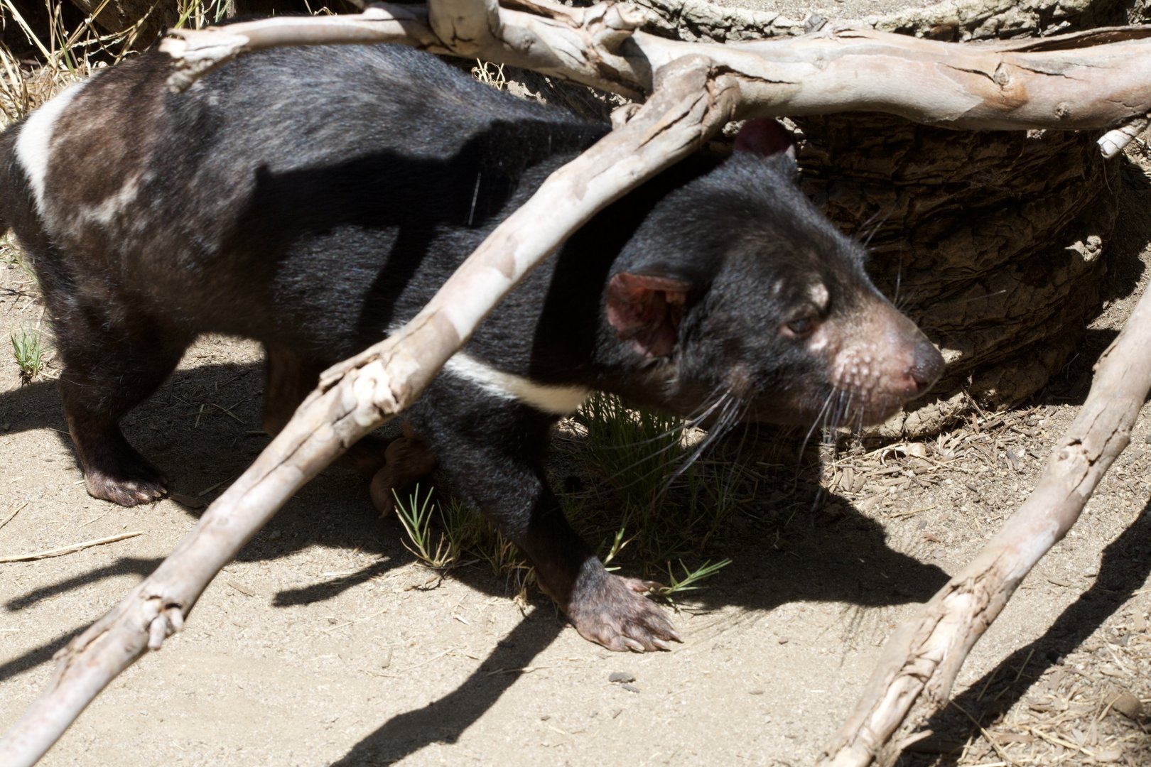 Tasmanian devil/ Sarcophilus harrisii