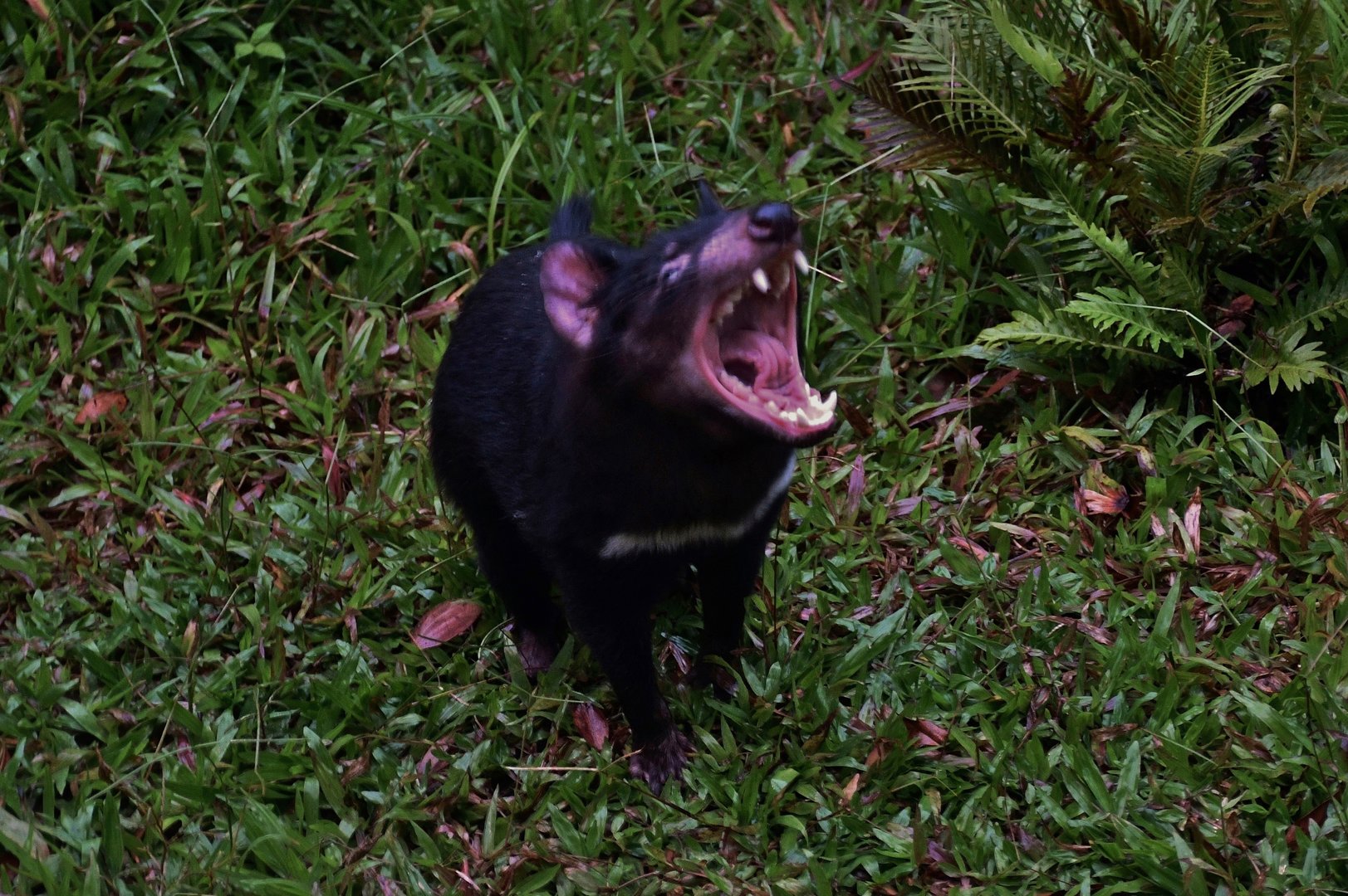 Tasmanian Devil (Sarcophilus harrisii)