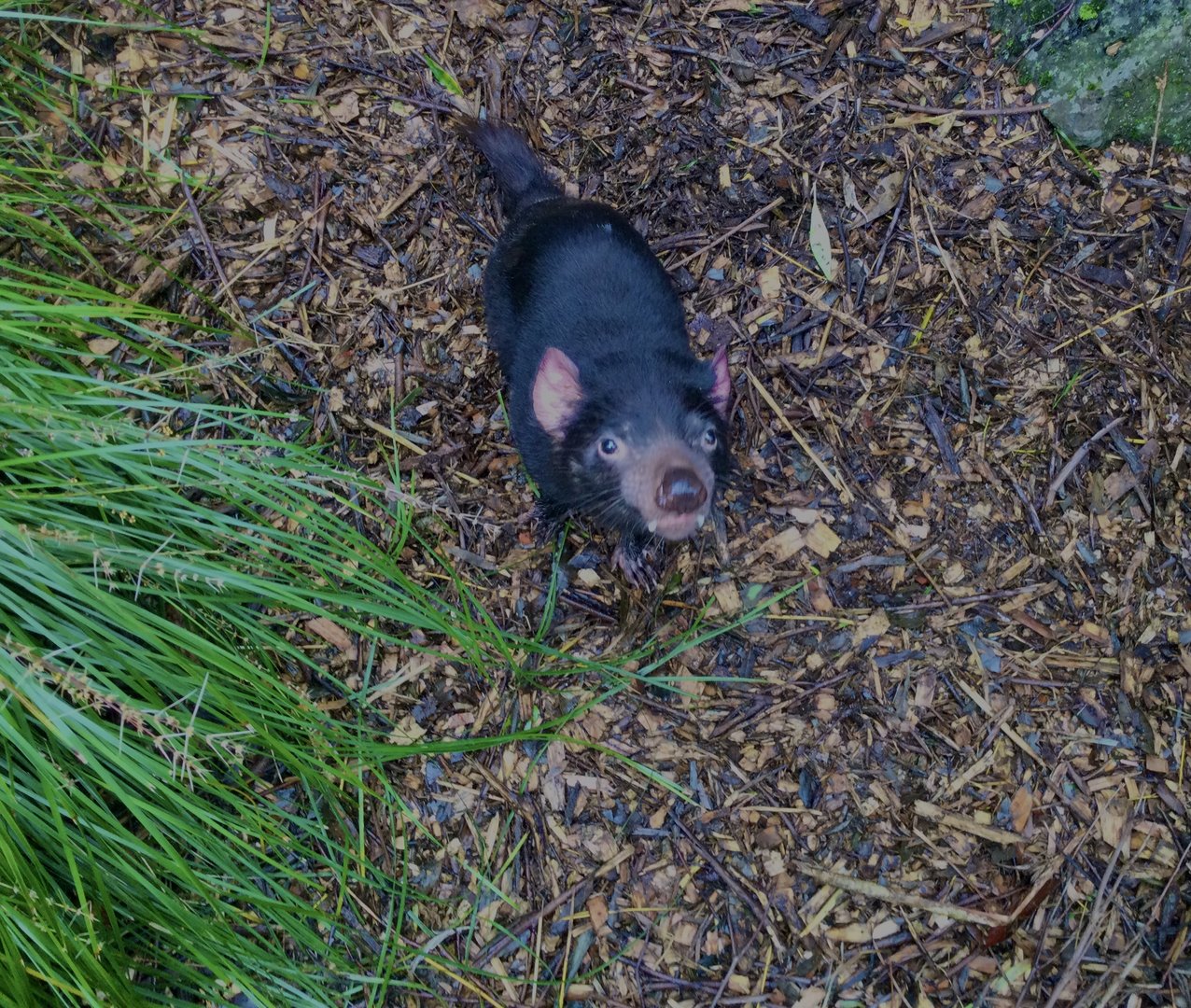 Tasmanian devil (Sarcophilus harrisii)