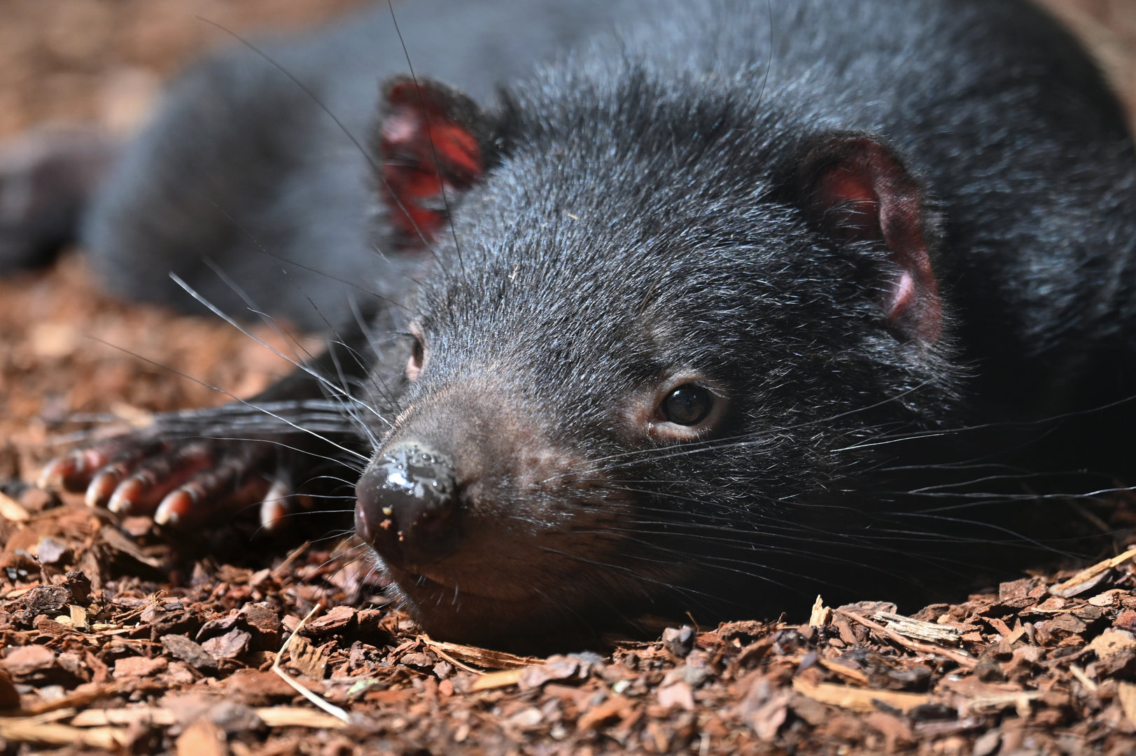 Tasmanian devil (Sarcophilus harrisii)
