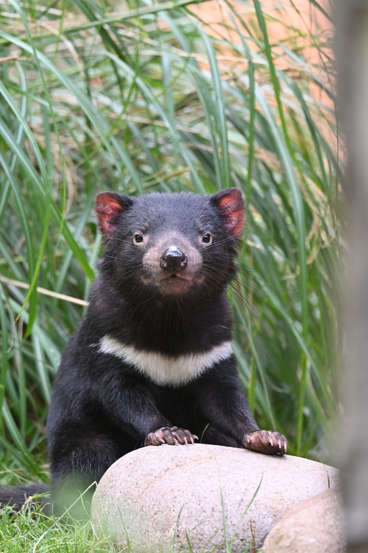 Tasmanian devil (Sarcophilus harrisii)