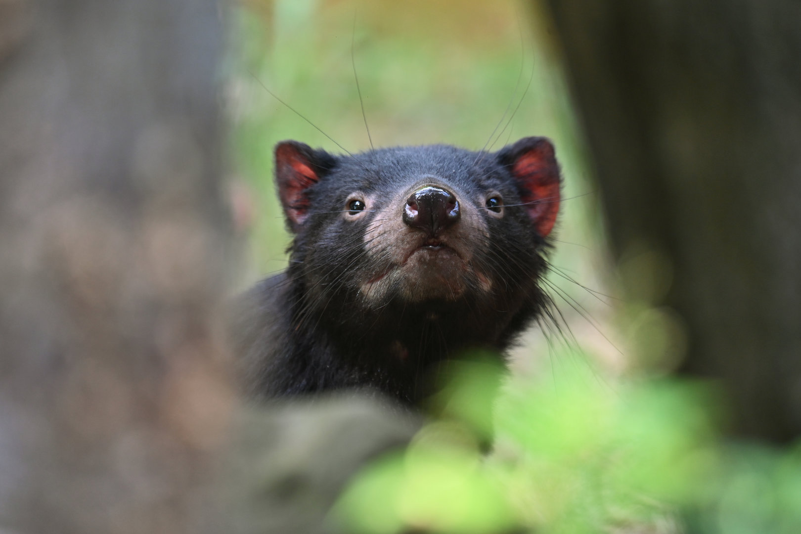 Tasmanian devil (Sarcophilus harrisii)