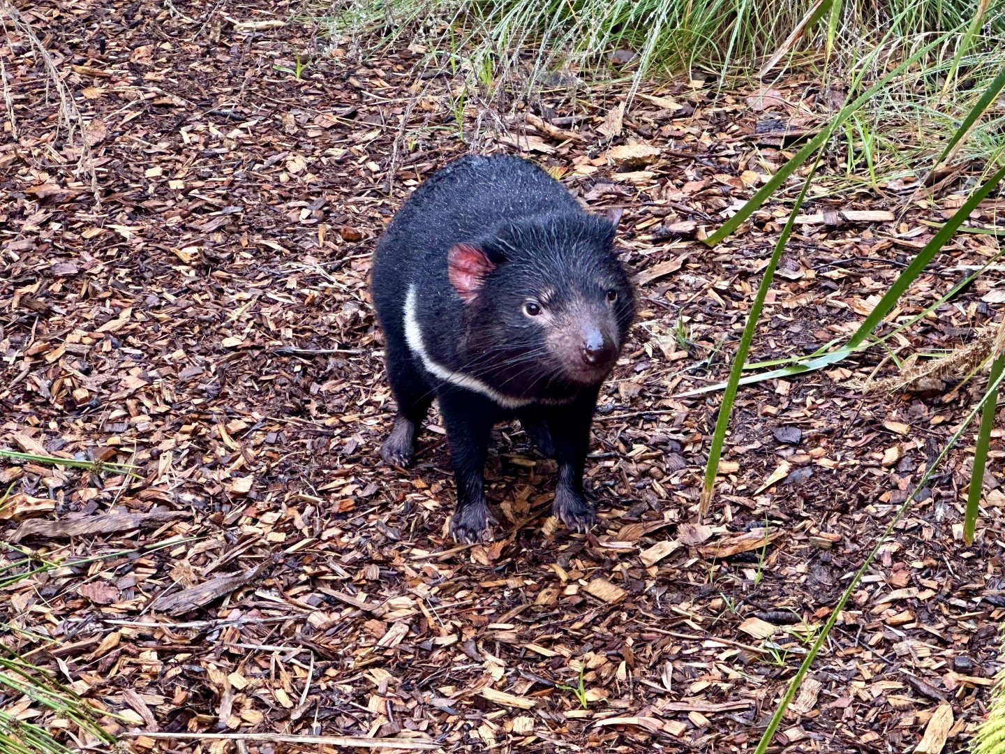 Tasmanian devil (Sarcophilus harrisii)