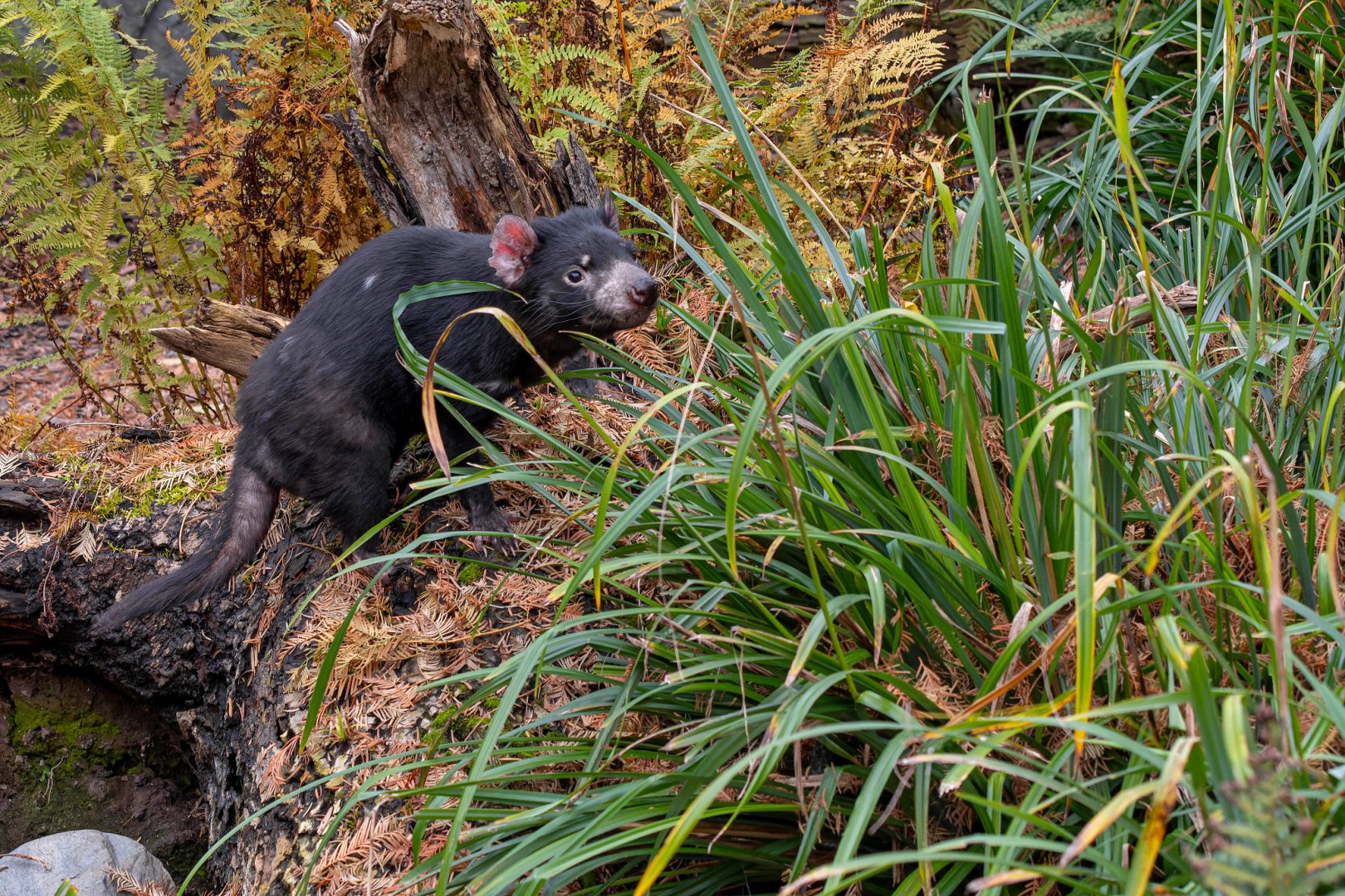 Tasmanian devil (Sarcophilus harrisii)