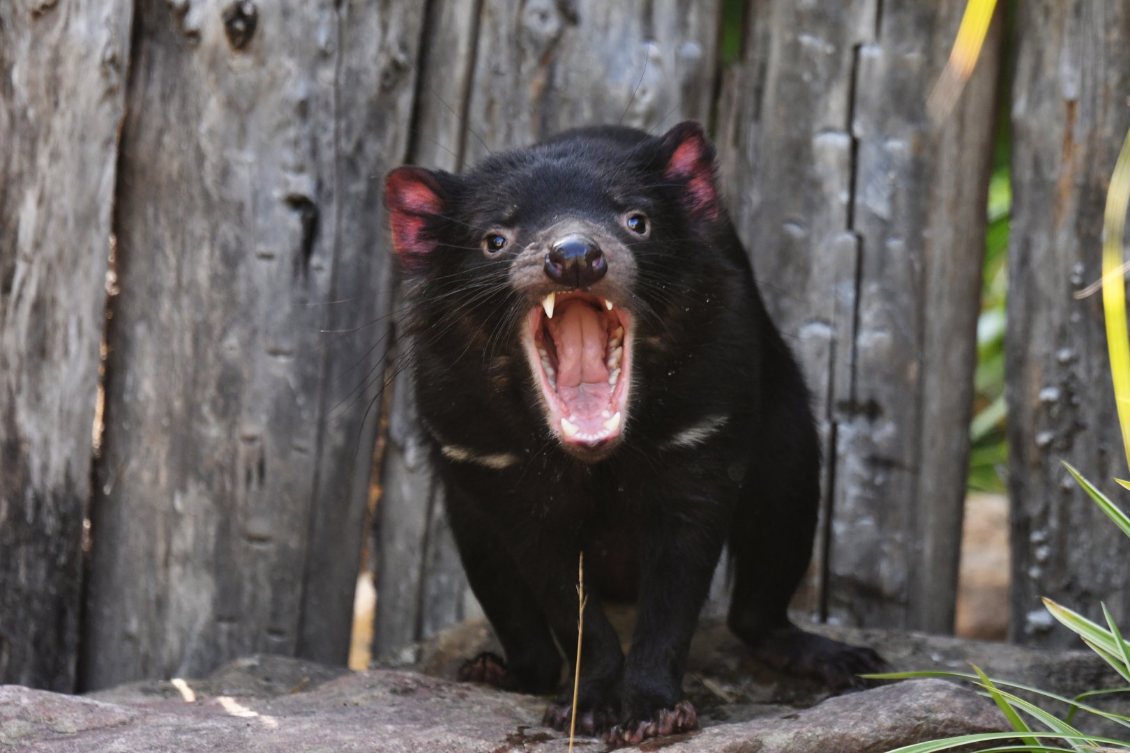 Tasmanian devil (Sarcophilus harrisii)