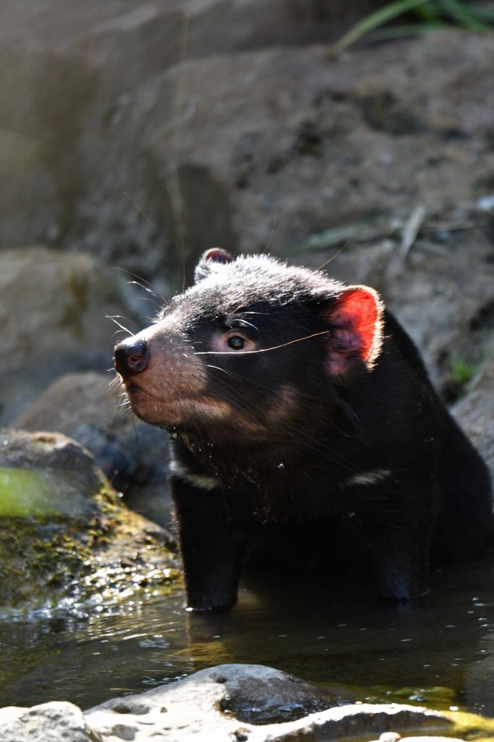 Tasmanian devil (Sarcophilus harrisii)