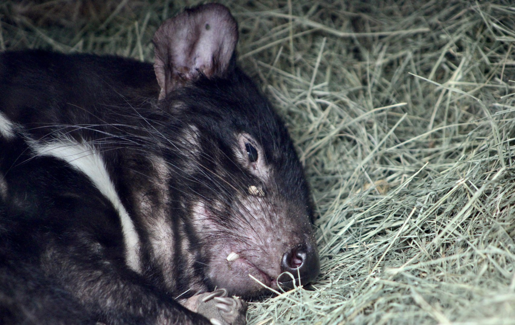 Tasmanian Devil (Sarcophilus harrisii)