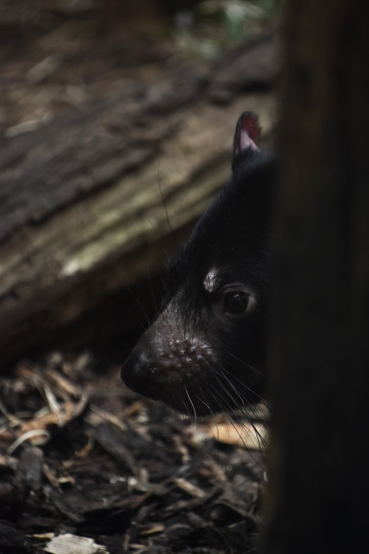 Tasmanian devil, Sarcophilus harrisii