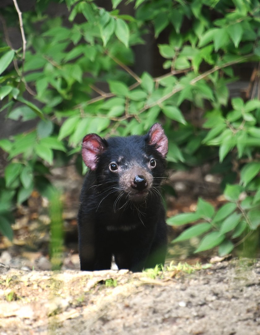 Tasmanian devil, Sarcophilus harrisii