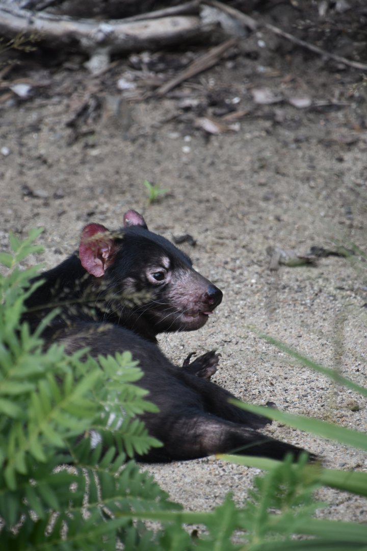 Tasmanian devil, Sarcophilus harrisii