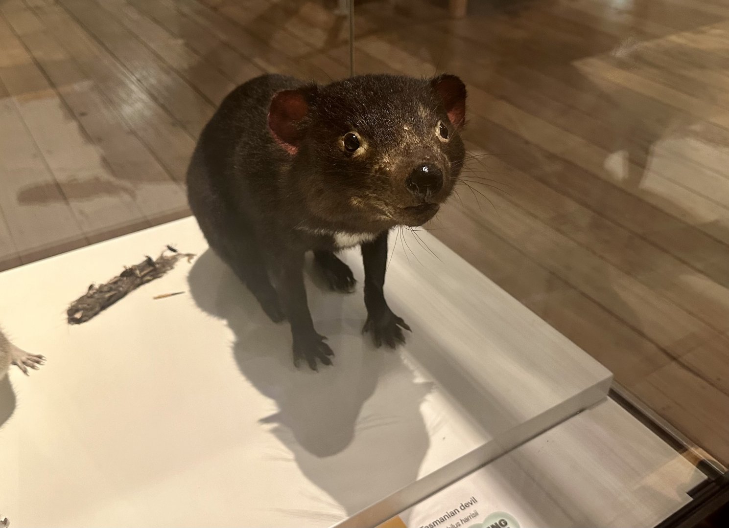 Tasmanian devil (Sarcophilus harrisii)