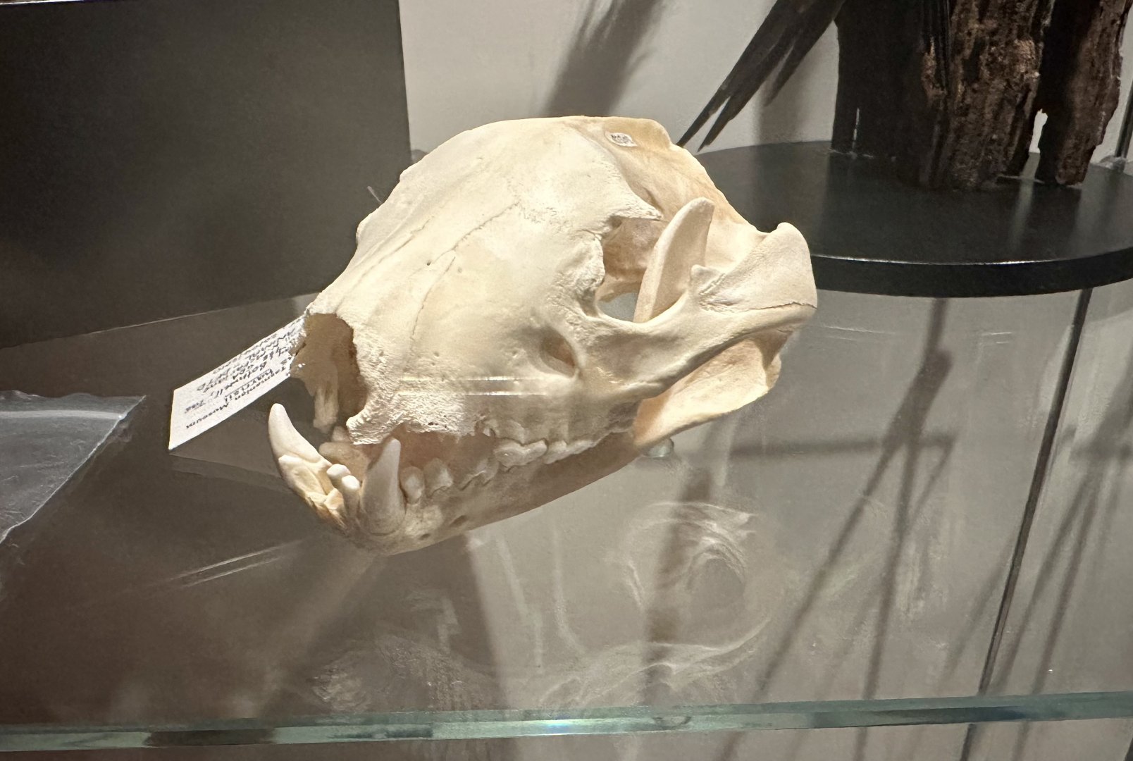 Tasmanian devil (Sarcophilus harrisii)