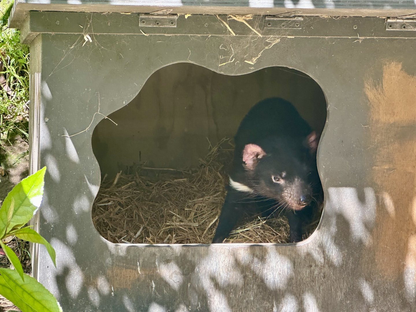 Tasmanian devil (Sarcophilus harrisii)
