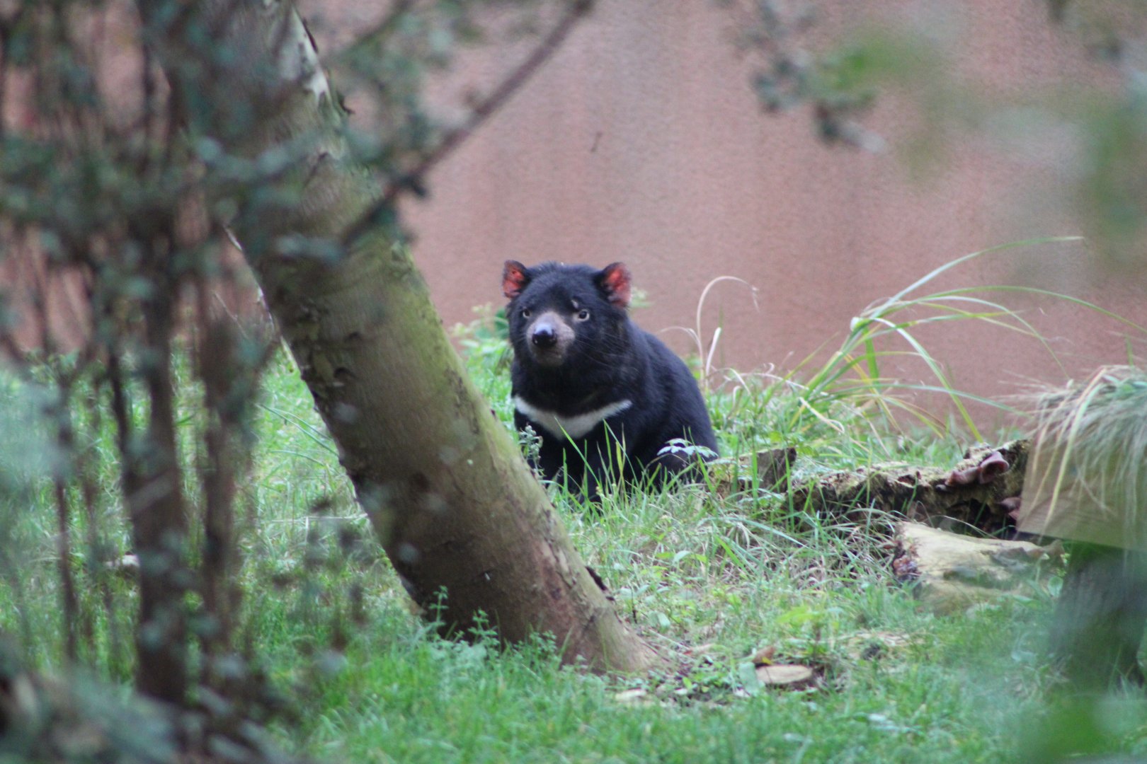 Tasmanian Devil (Sarcophilus harrisii)