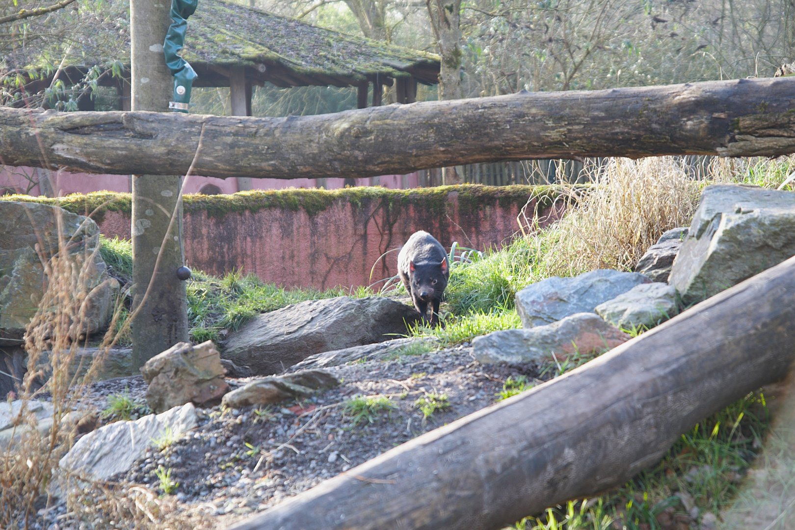 Tasmanian Devil (Sarcophilus harrisii)