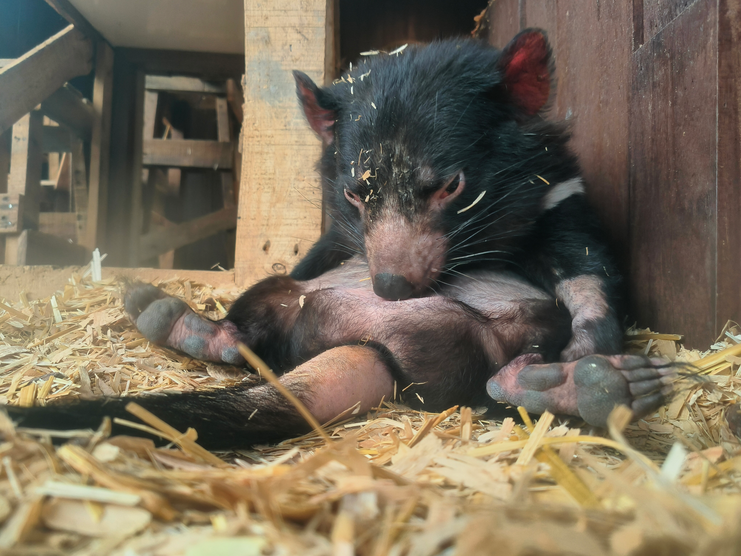 Tasmanian Devil (Sarcophilus harrisii)