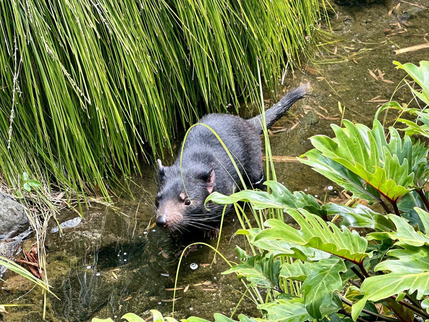 Tasmanian devil (Sarcophilus harrisii)