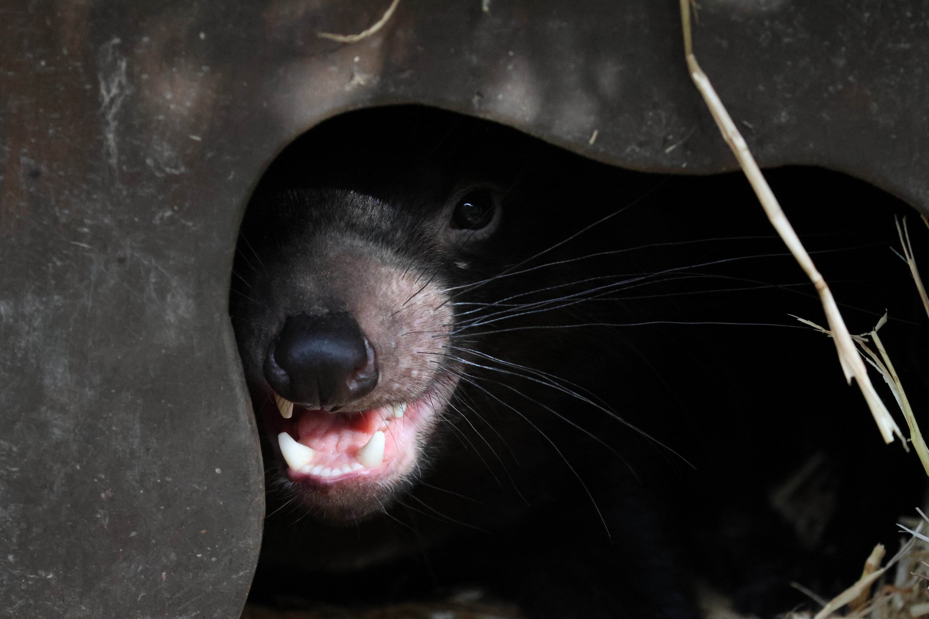 Tasmanian Devil (Sarcophilus harrisii)