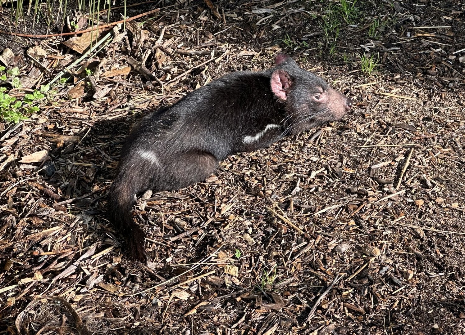 Tasmanian devil (Sarcophilus harrisii)