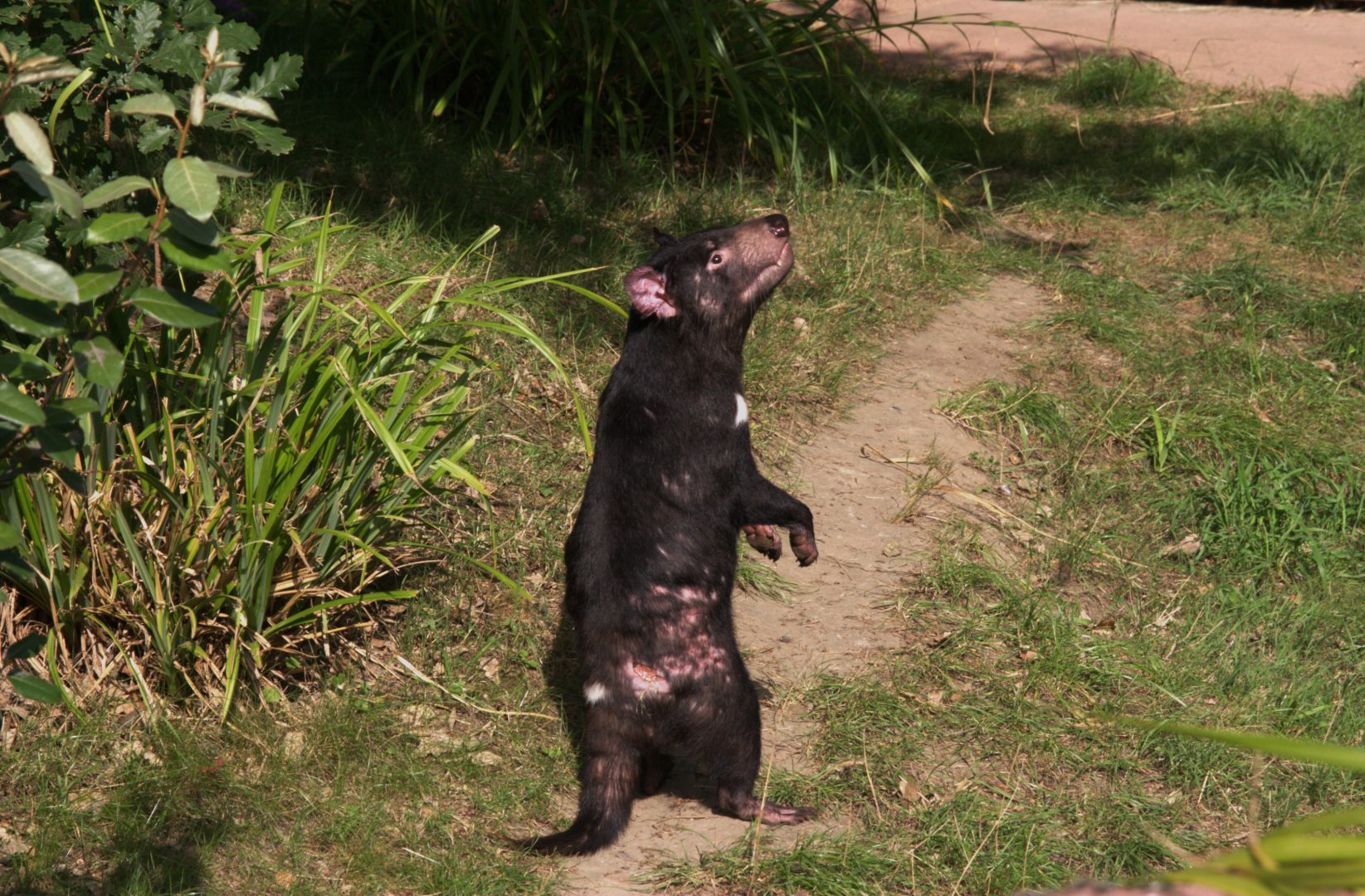 Tasmanian Devil (Sarcophilus harrisii)