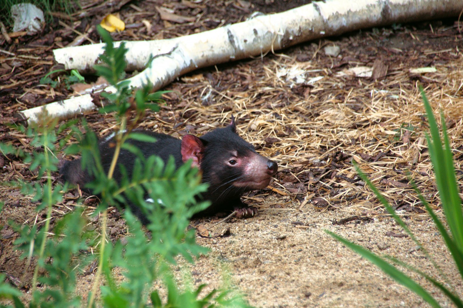 Tasmanian devil (Sarcophilus harrisii)