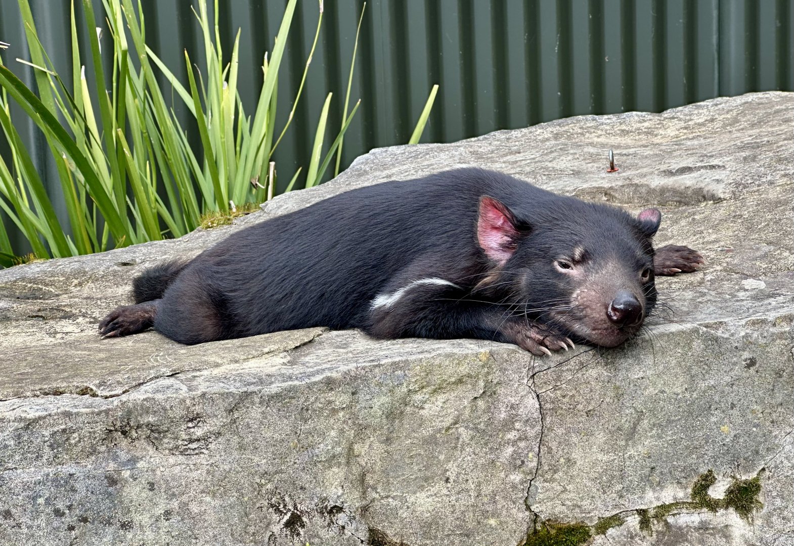 Tasmanian devil (Sarcophilus harrisii)