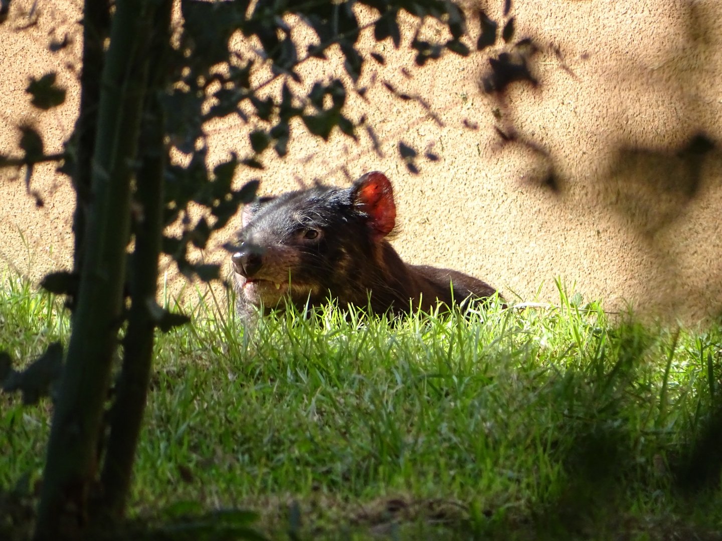Tasmanian devil (Sarcophilus harrisii)
