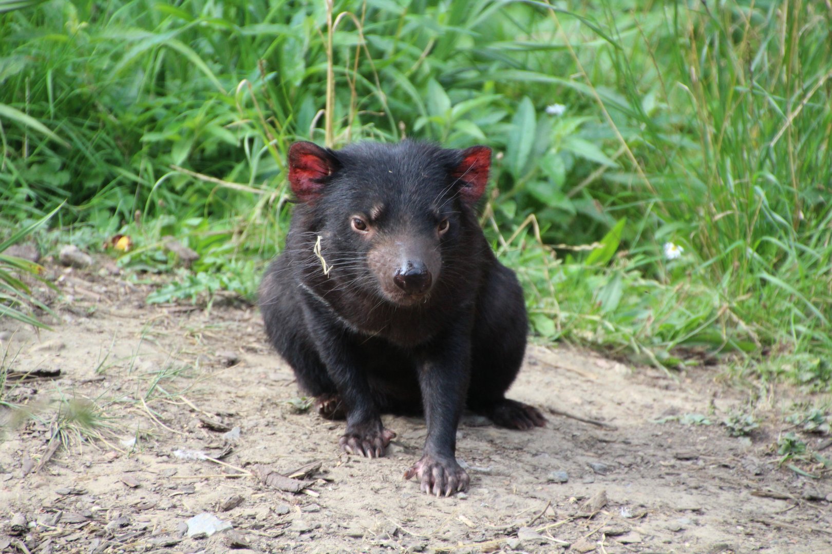 Tasmanian Devil - September 2018