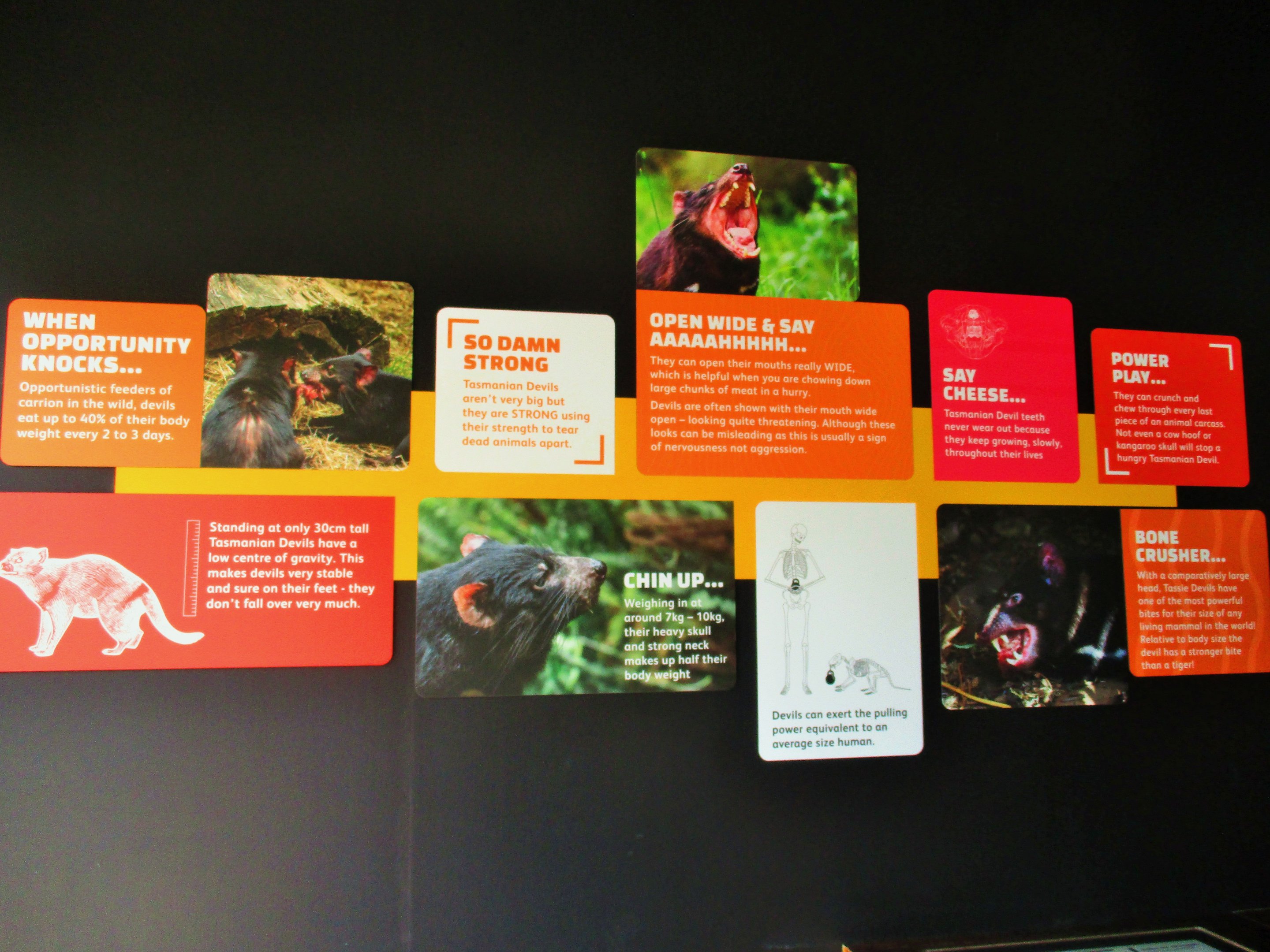 Tasmanian Devil Signage