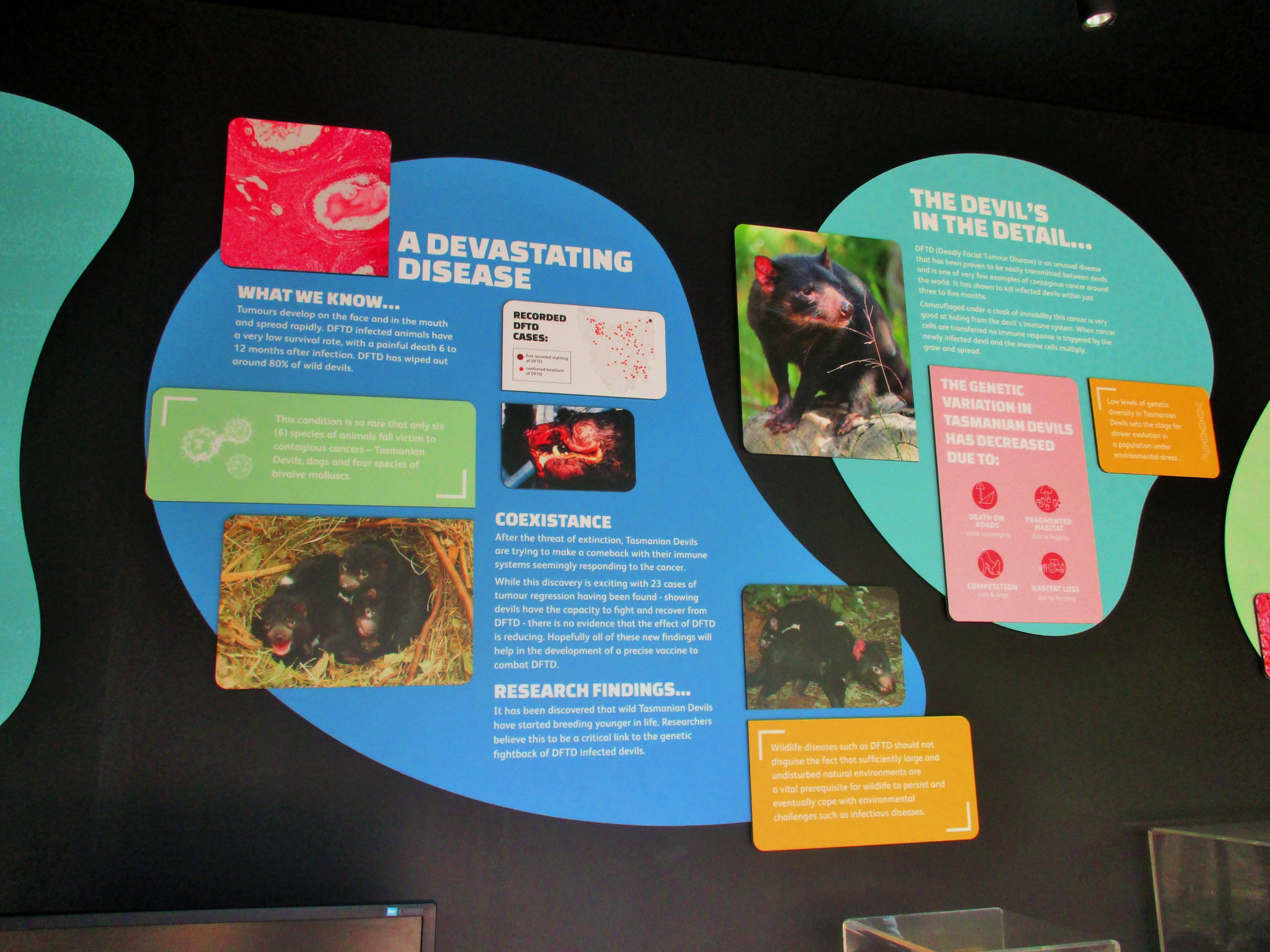 Tasmanian Devil Signage