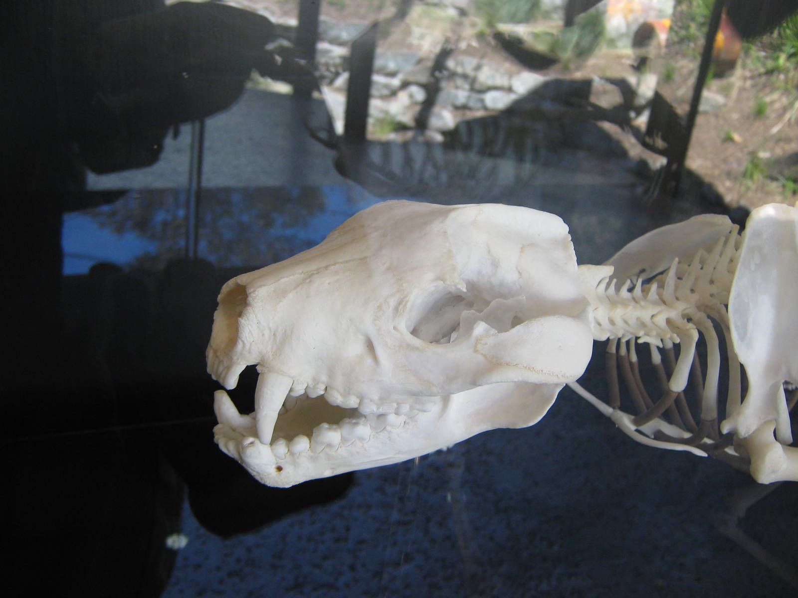 Tasmanian devil skull
