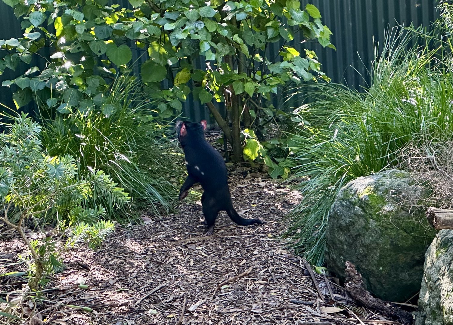 Tasmanian Devil (Standing)