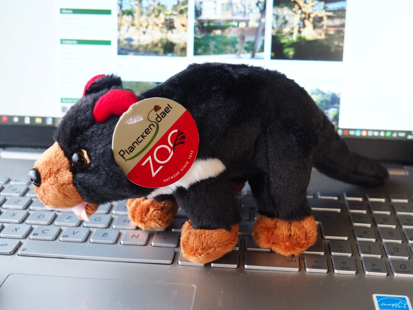 Tasmanian devil stuffed toy sold at Planckendael
