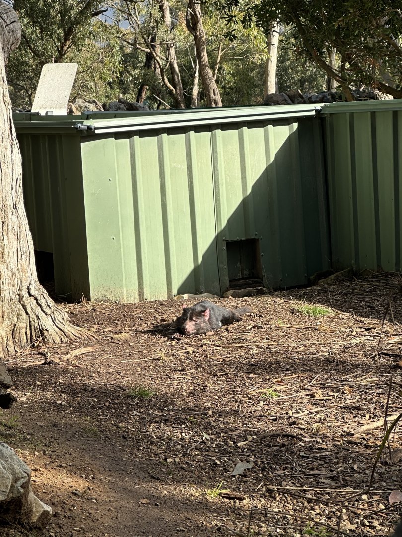 Tasmanian Devil sunbathing