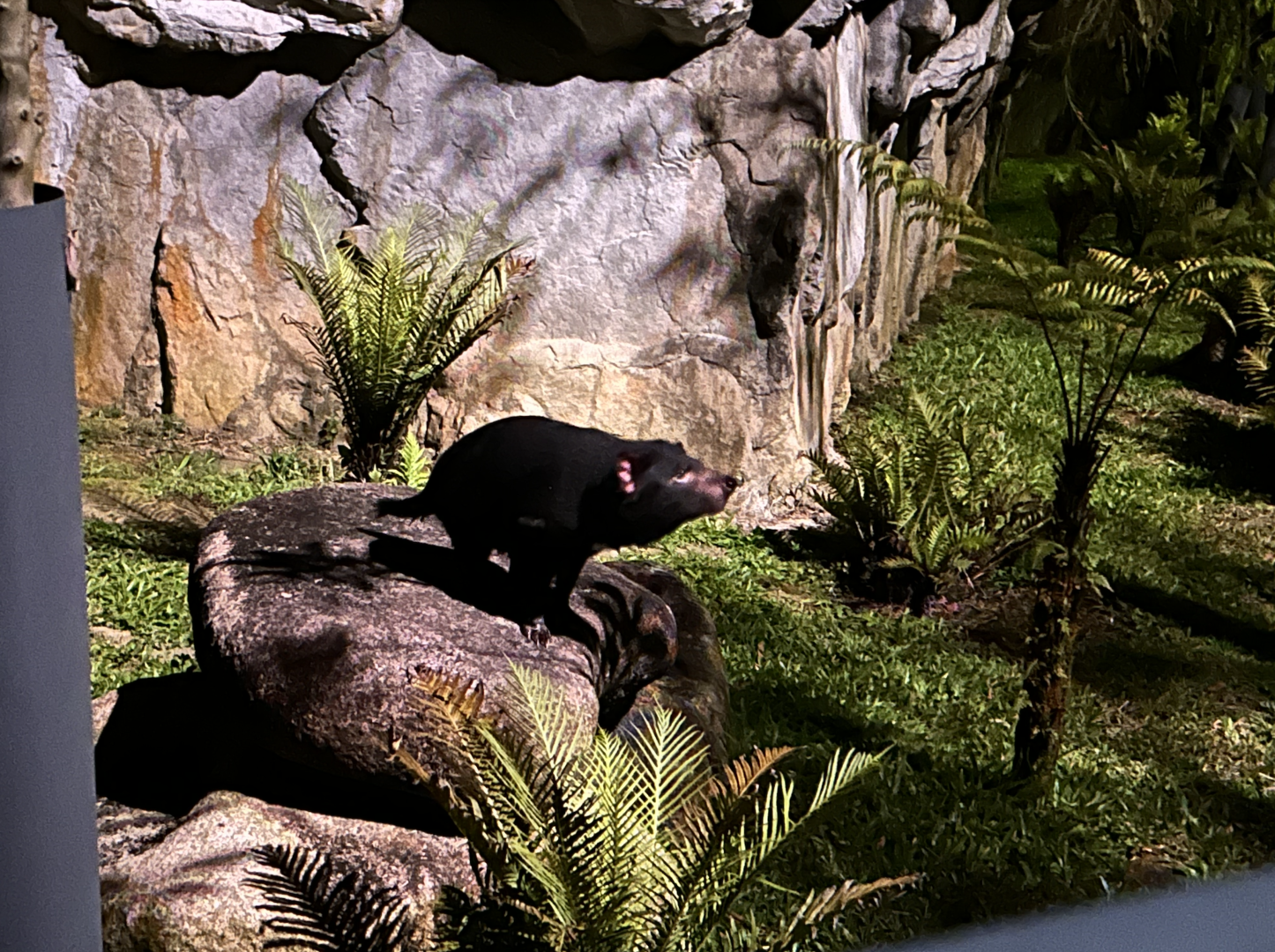Tasmanian Devil, Tasmanian Devil Trail