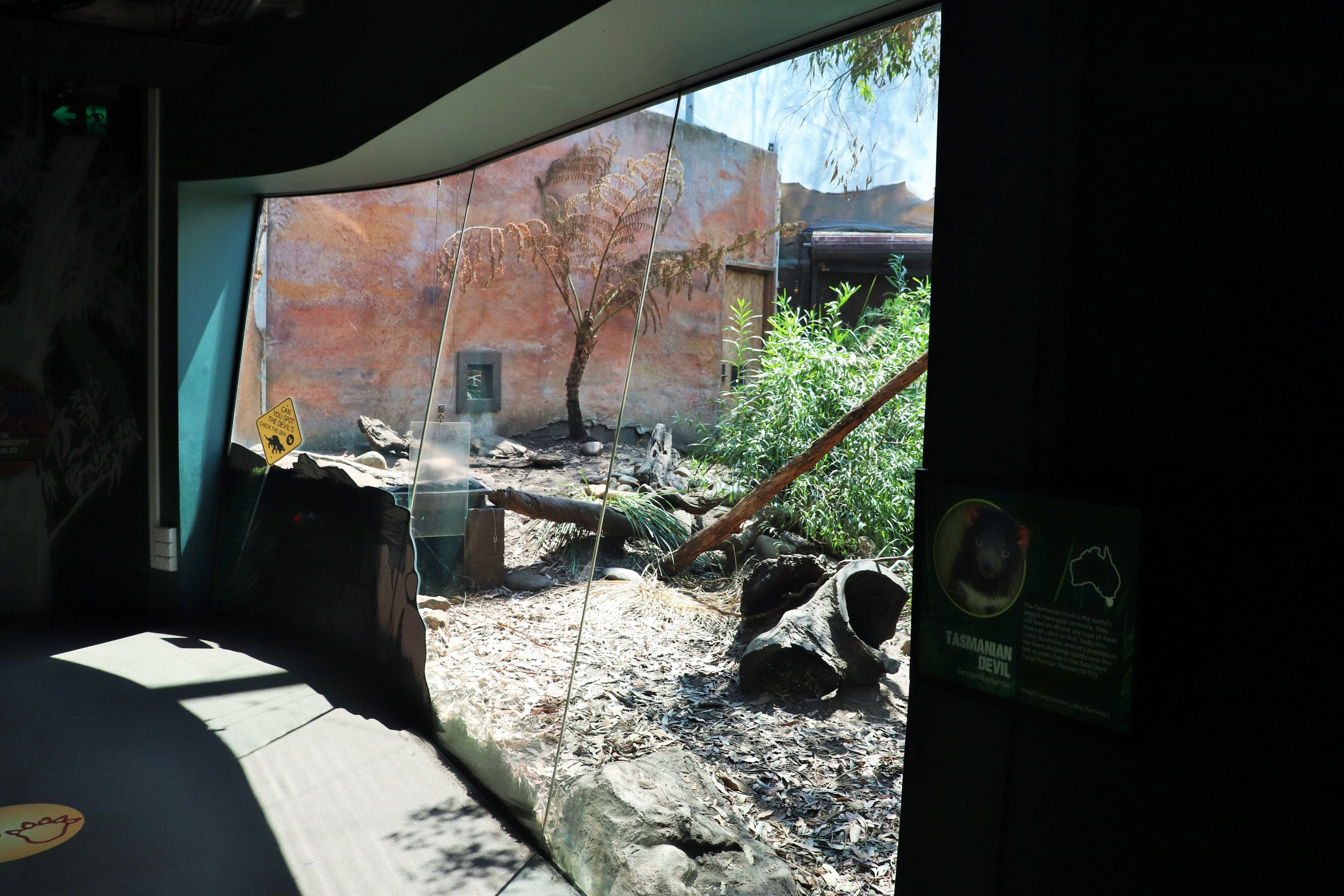 Tasmanian Devil Viewing Window