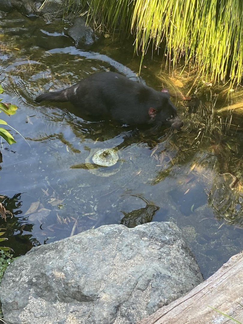 Tasmanian Devil Wading in Stream
